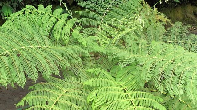 Zooming out on a very large green fern that is standing next to a paved pedestrian path
