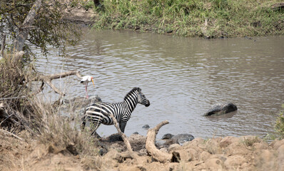 Obraz na płótnie Canvas A heard of Zebra (Equus quagga) in the later afternoon in a river, Tanzania.