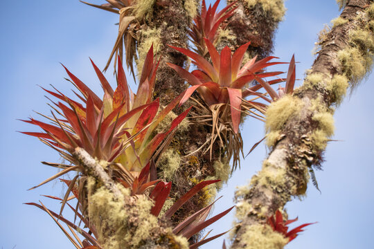 Bromelien in Costa Rica