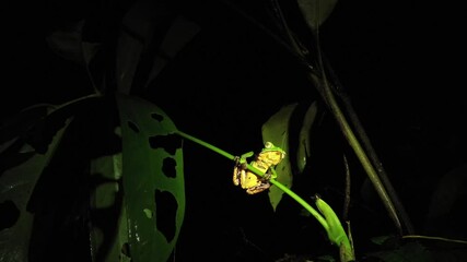 A bright green tree frog with a yellow belly sitting on a branch in the night and taking quick breaths

