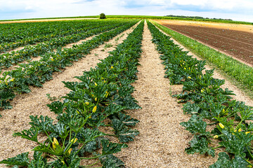 Organic farming in Germany- Rows of growing young Courgette plants in a field. 