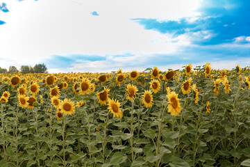 field with sunflowers at sunset

