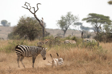A heard of Zebra (Equus quagga) in the later afternoon rolling in the red dirt of Tanzania..	
