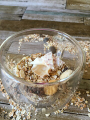 sea shells on wooden background