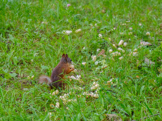 Red squirrel in green grass eats corn sticks. A wild animal in a city park is looking for food on a summer day. Copy space.