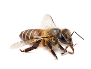 Honey bee isolate on white banner background, bee products by organic natural ingredients concept