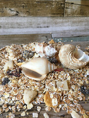 seashell on the beach
