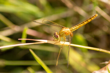 dragonfly on a green leaf