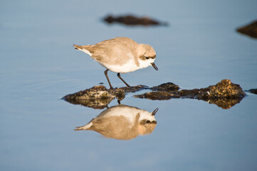 Puna plover (Charadrius alticola), Charadriidae Family, Laguna de Chaxa, Atacama desert, Antofagasta region, Chile.