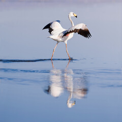 Puna or James’s Flamingo (Phoenicoparrus jamesi), Phoenicopteridae family, Laguna de Chaxa, Atacama desert, Chile.