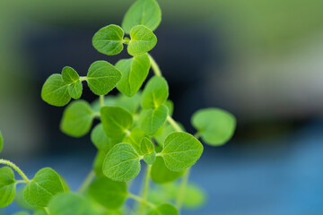 Leaves of a young oraegano plant (Origanum vulgare). Green foliage of an oregano plant in the garden.