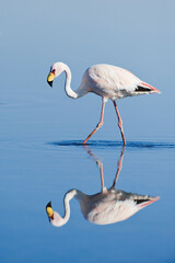 Puna or James’s Flamingo (Phoenicoparrus jamesi), Phoenicopteridae family, Laguna de Chaxa, Atacama desert, Chile.