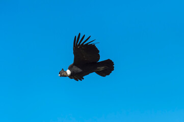 Obraz premium Andean Condor (Vultur gryphus) in flight, Torres del Payne National Park, Chilean Patagonia, Chile