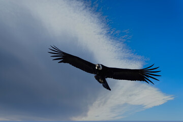 Andean Condor (Vultur gryphus) in flight, Coyhaique Alto, Aysen Region, Patagonia, Chile