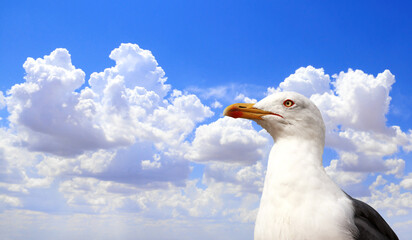 Single wild european herring gull