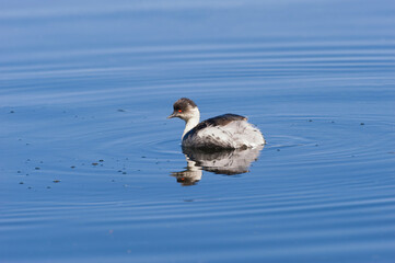 Silvery Grebe (Podiceps occipitalis), Lauca National Park, Arica and Parinacote Region, Chile.Inkataucher (Podiceps occipitalis), Lauca Nationalpark, Arica und Parinacote Provinz, Chile .