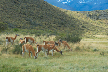 Group of Guanacos (Lama guanicoe) in the steppe, Torres del Paine National Park, Chilean Patagonia, Chile