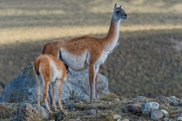 Nursing Guanaco (Lama guanicoe), Torres del Paine National Park, Chilean Patagonia, Chile