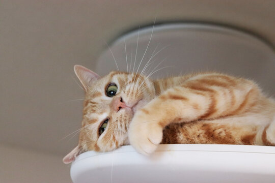 ニヒル顔で色っぽい視線の猫アメリカンショートヘア
American shorthair cat with a smirking look.