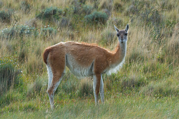 Guanaco (Lama guanicoe), Torres del Paine National Park, Chilean Patagonia, Chile