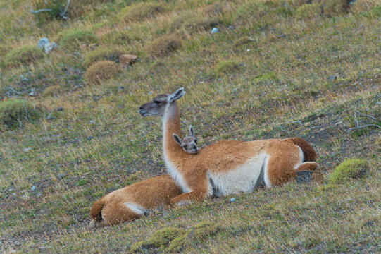 Young Guanaco (Lama Guanicoe) Lying On The Ground With Its Head On The Back Of Its Mother, Torres Del Paine National Park, Chilean Patagonia, Chile