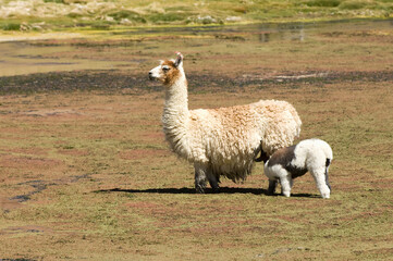 Fototapeta premium Llama (Lama glama) with young, Camelidae family, Atacama Desert, Antofagasto region, Chile.Lama (Lama glama) mit Jungtier, Camelidae Familie, Atakamawüste, Antofagasto Provinz, Chile.