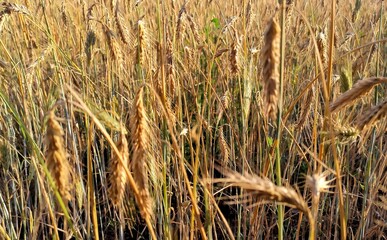 Fototapeta premium golden wheat field