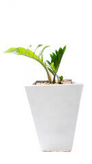 Zanzibar gem, scientific name Zamioculcas zamiifolia (Lodd.) Engl.
Is an ornamental plant that people all over the world grow to decorate the house