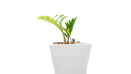 Zanzibar gem, scientific name Zamioculcas zamiifolia (Lodd.) Engl.
Is an ornamental plant that people all over the world grow to decorate the house