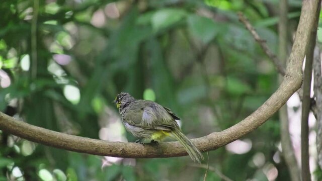 A bird perched on a branch in rain forest