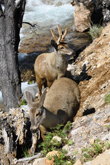 Couple of South Andean Deer (Hippocamelus bisulcus) on a slope, Aysen Region, Patagonia, Chile