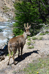 Male South Andean Deer (Hippocamelus bisulcus) in a rocky environment near a river, Aysen Region, Patagonia, Chile