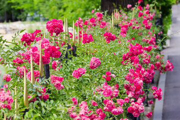 Hedges in form of rose bushes along the iron fence