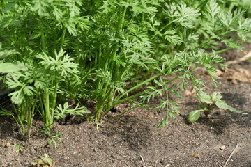 young vegetable sprouts grow from the ground, close view