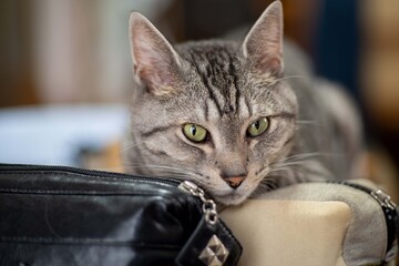 猫と暮らす日々　　サバトラ猫