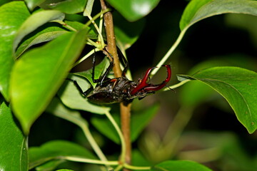 Lucanus cervus (stag beetle)