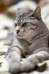 くつろぐサバトラ猫