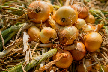 freshly picked organic onion