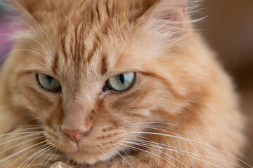 可愛い猫　　茶トラ猫