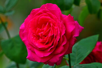 pink rose in garden