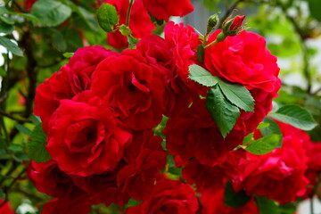 red roses in garden