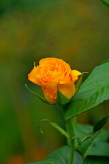 yellow rose on green background