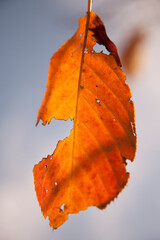 Yellow brown leaf in autumn with lots of holes