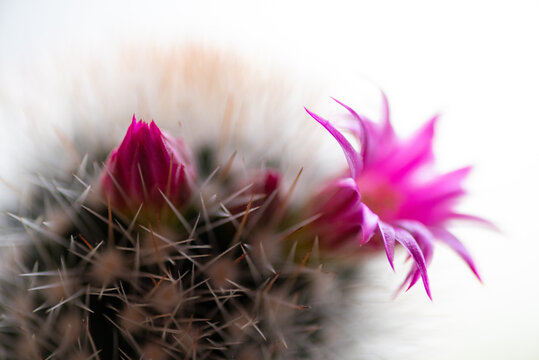 Bloosoming cactus with pink flowers
