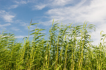 Tall green stalks of bulrush reeds against a blue sky. Background
