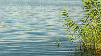 Tall green stalks of bulrush against the background of river water. Background with place for text.