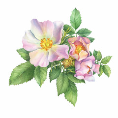 Flowering pink dog rose (names: rosa canina, Japanese rugosa, sweet briar, eglantine), isolated on white background. Watercolor hand drawn painting illustration.
