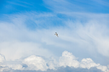 A seagull flying against a blue sky in summer .
