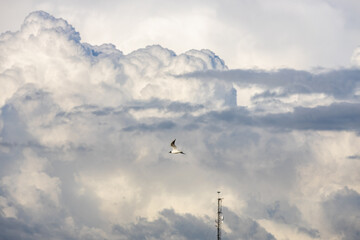 A seagull flying against a blue sky in summer .