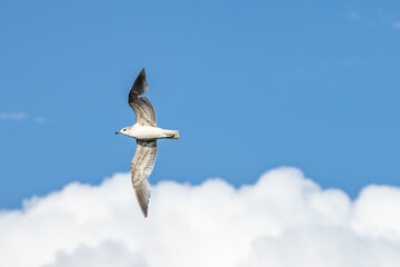 A seagull flying against a blue sky in summer .